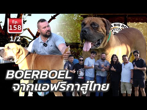 BOERBOEL จากแอฟริกาสู่ไทย - เพื่อนรักสัตว์เอ้ย EP.158 1/2