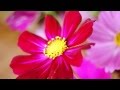 ショパン: ノクターン第2番［ナクソス・クラシック・キュレーション #癒し］