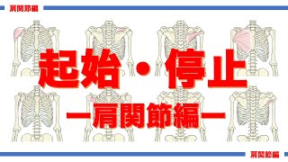 解剖学｜骨格筋の起始・停止・支配神経を聞き流して覚えよう！肩関節に作用する筋編