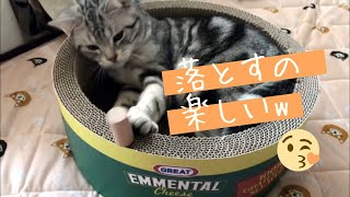 【おもしろ】積み木をバシバシ倒すことにハマっている猫w