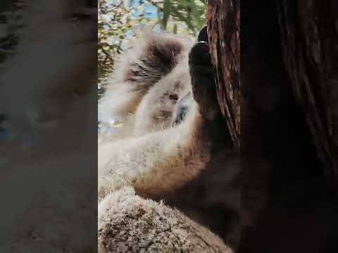 Raymond Island, Gippsland, Victoria, Australia