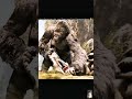 King Kong Saved Her Life… And That's How Their Friendship Began 😭🦍❤️ | King Kong #shorts