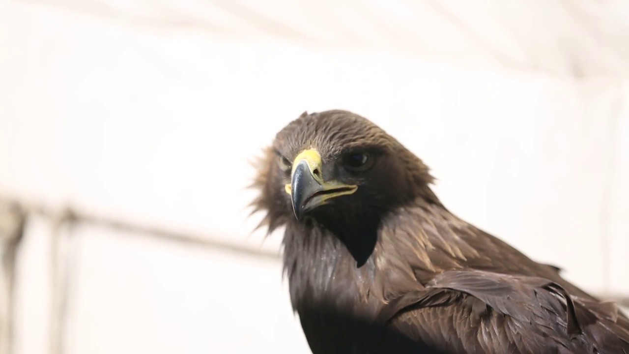 Golden Eagle Sounds Off at 2018 Golden Eagle Festival in Mongolia YouTube