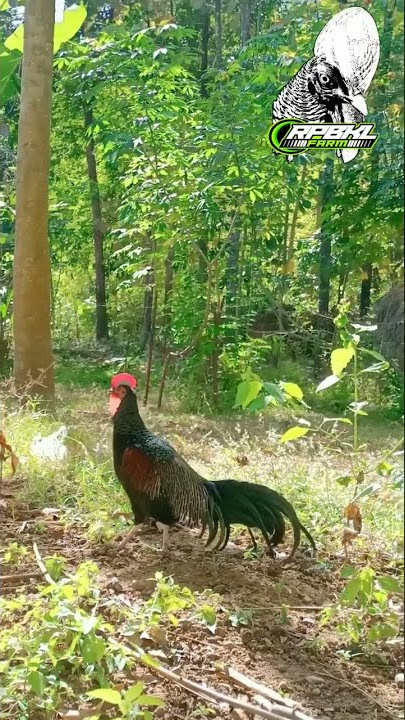 AYAM HUTAN HIJAU KOKOK DI ALAM BEBAS PAGI HARI #greenjunglefowl#GalusVarius