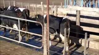 Pisos de goma para Lechería - Laboratorio Weizur Argentina S.A. (HD)