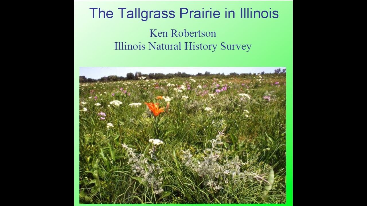 The Tallgrass Prairie in Illinois