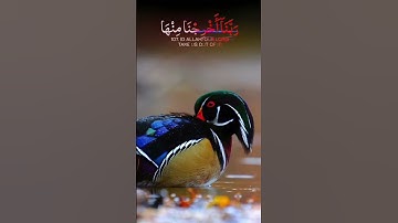 🌺🍃#سورة_المؤمنون  #القارئ عمر محجوب🍃🌺