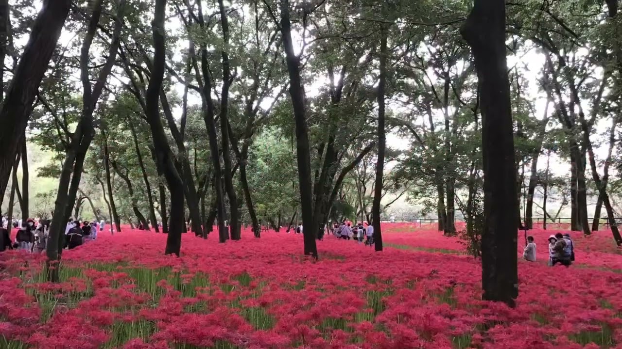 2922 巾着田曼珠沙華公園で 曼殊沙華 彼岸花 を見てきた Youtube