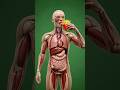 What Happens Inside Your Body When You Eat French Fries #digestion #health