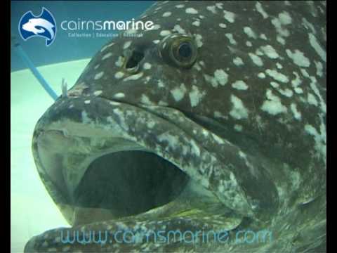 The iconic Queensland Grouper or Giant Grouper is a protected species and the largest reef fish on the Great Barrier Reef. The Cairns Marine team has collected a large specimen under special permit for display in a public aquarium for conservation and educational purposes. They are now moving this huge fish, over 2 meters in length, to a temporary holding tank where it will be acclimated and treated for parasites prior to being shipped to its new home in the public aquarium.