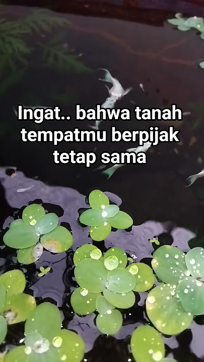 Nak jangan pernah sombong #quotes #doa #motivasi #story #katakatabijak #renungan #katahikmah #religi