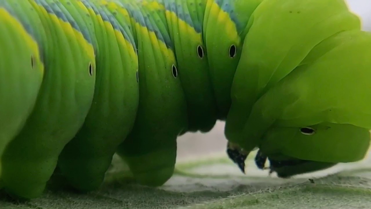 Caterpillar eating eggplant leaf YouTube