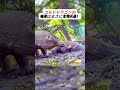 コモドドラゴンの唾液はまさに生物兵器! #動物の進化 #コモドの秘密 #驚きの生態 #サバイバル