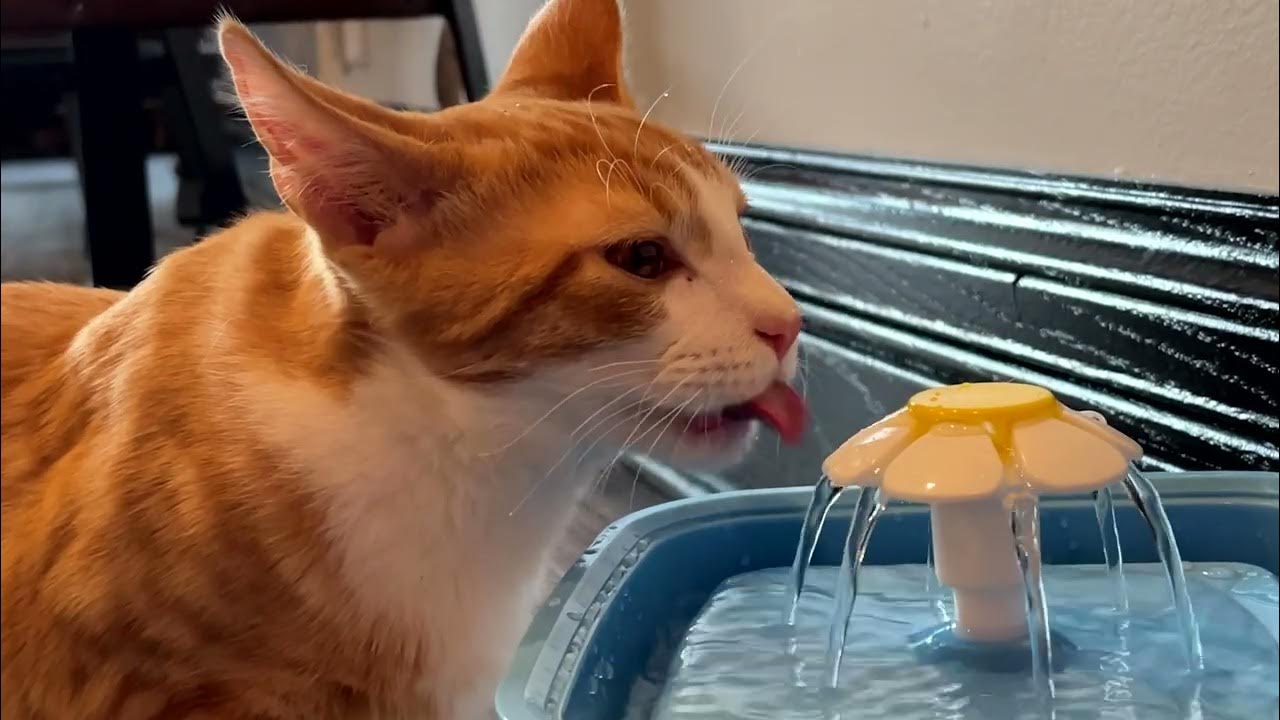 to Whisker Station Cat Cafe and Lounge in Kirkwood, Missouri