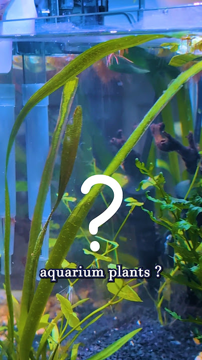 Quick Fix For Melting Plants | Valisneria