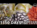 1350 Days Mushroom Growth Time Lapse