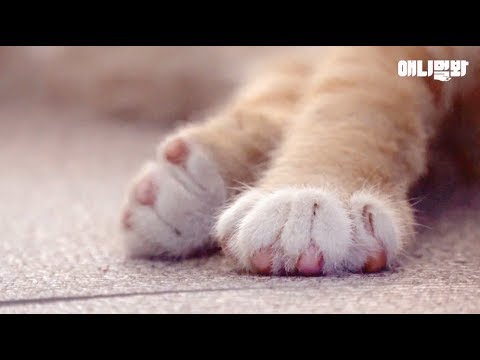 heard-you-like-cats'-jelly-paws?