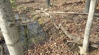 Small Creek Restoration (Scud Run!)