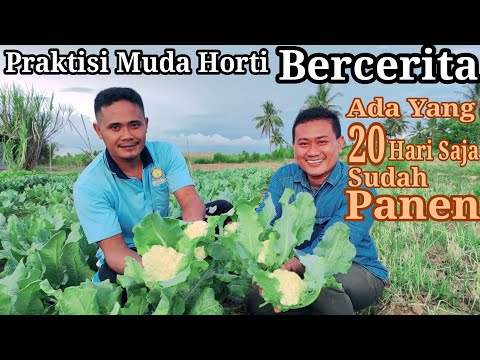 Video: Brokoli, Kohlrabi, Savoy, Kembang Kol, Dan Kubis Lainnya Di Kebun Saya