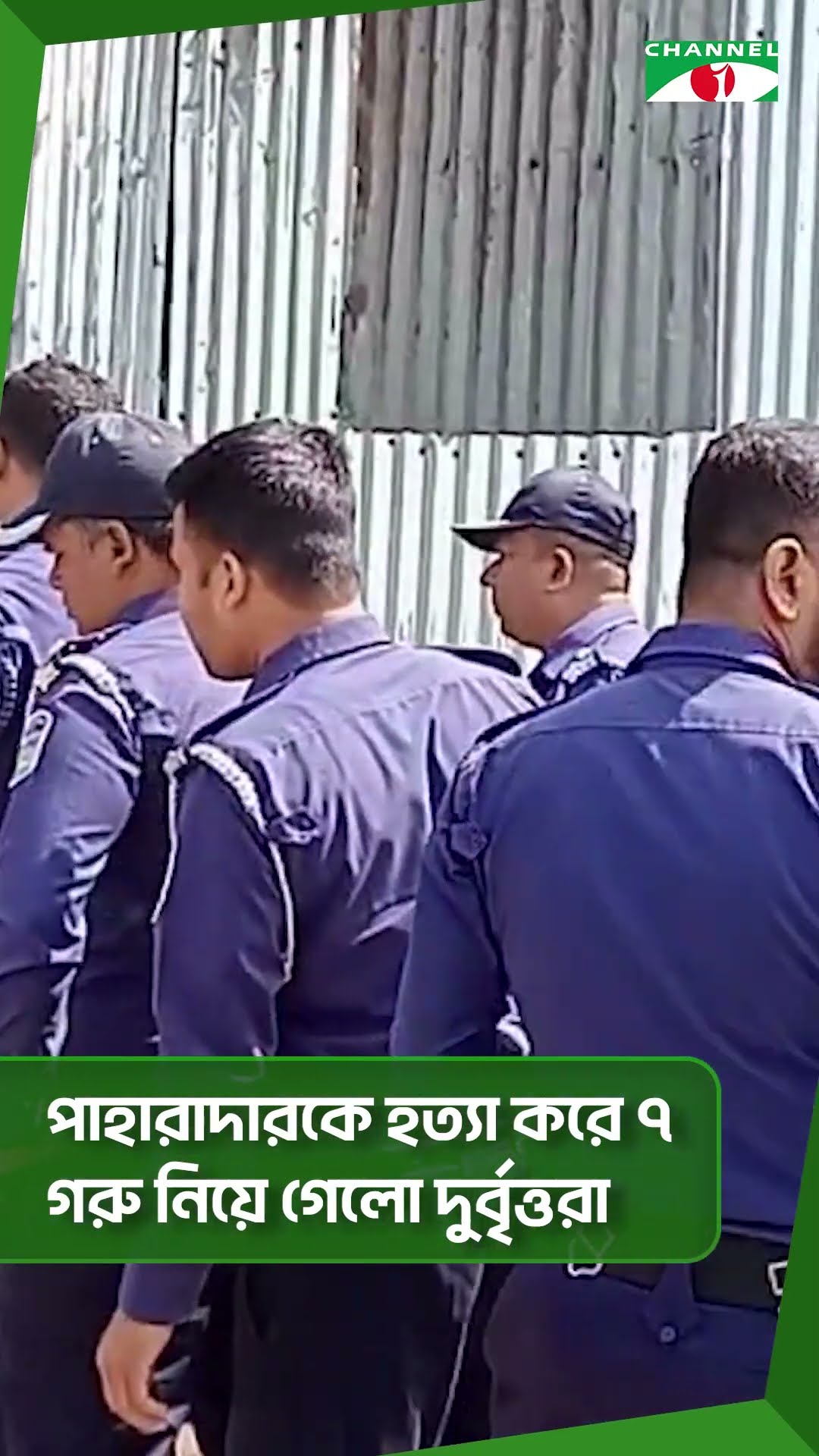 নেত্রকোনায় পাহারাদারকে হ ত্যা করে ৭ গরু নিয়ে গেলো দুর্বৃত্তরা || Channel i News