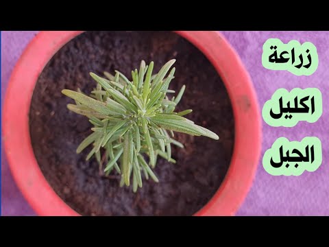زراعة نبتة اكليل الجبل إكثار الروزماري بالعقل 