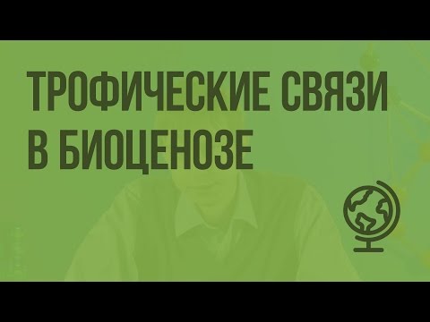 Трофические связи в биоценозе. Видеоурок по биологии 11 класс