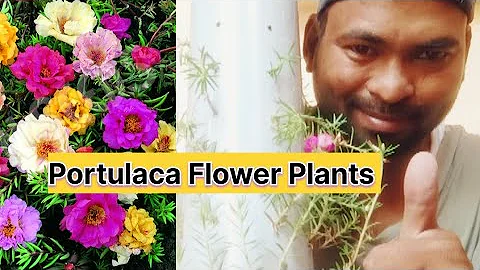 Diy Pipe Plant Portulaca Flower Beautiful