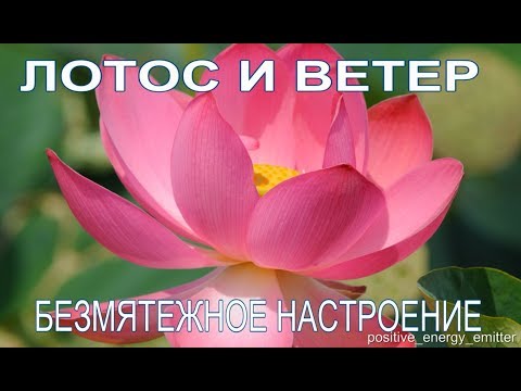 Wideo: Lotus Dose: Water Flower Zapachy