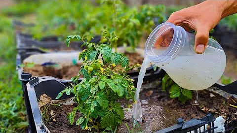 Tomatoes & Cucumbers will immediately grow and produce a great harvest! Water them with THIS