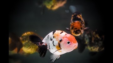 Cá vàng Ranchu - Tổng hợp các loài cá cảnh siêu đẹp tại Việt Nam