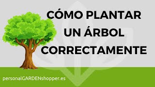 CÓMO PLANTAR UN ÁRBOL CORRECTAMENTE