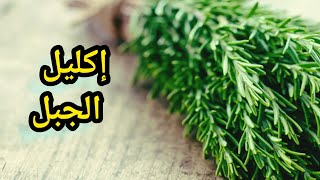 فوائد نبتة إكليل الجبل 