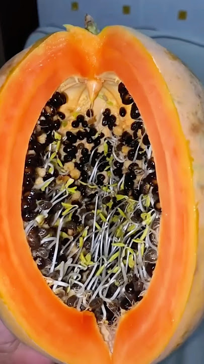 Download lagu Grow into a seedling until there is white fruit inside the fruit #papaya #papaya