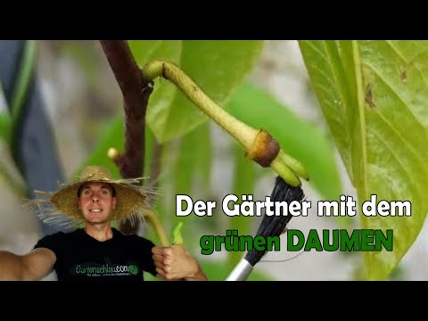 Pawpaw nach Handbestäubung: Ist der Fruchtansatz gelungen?