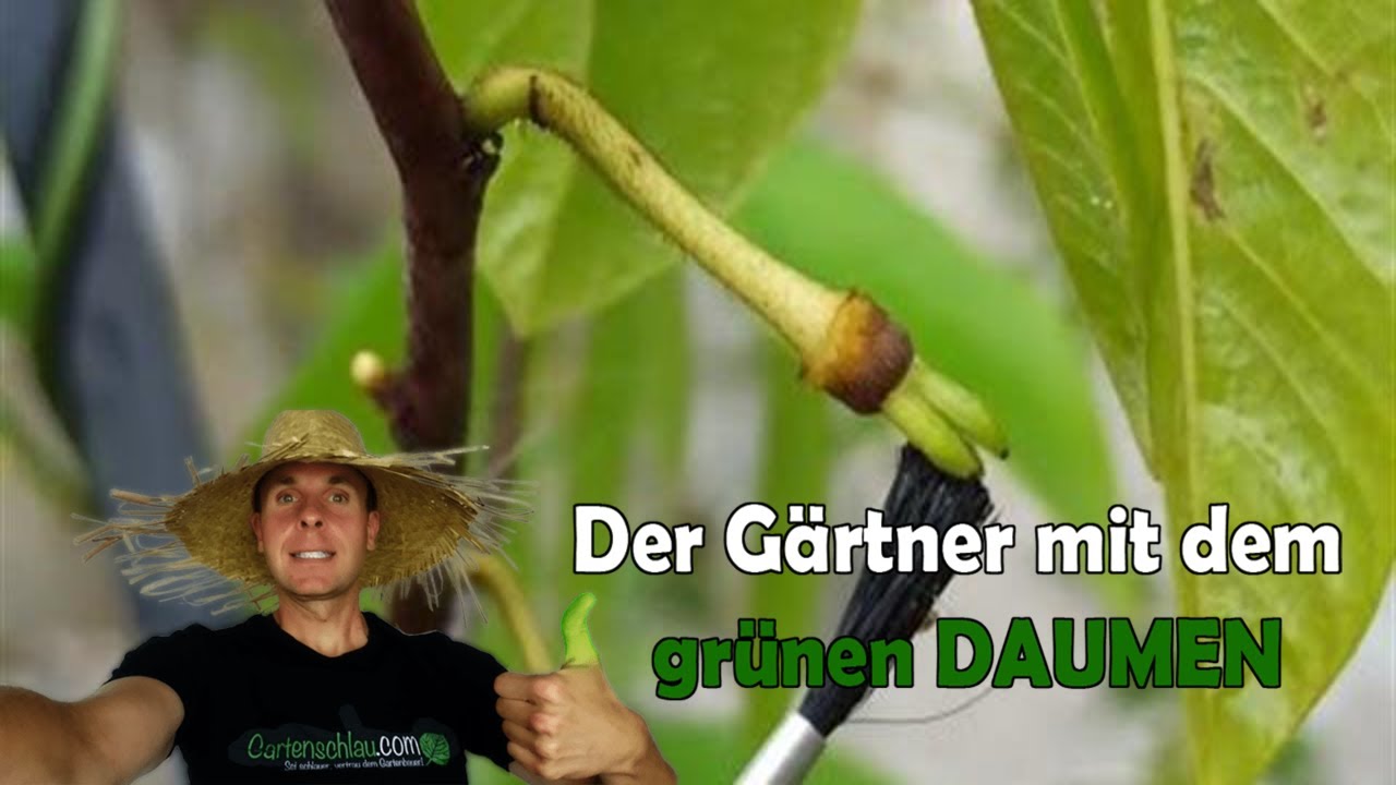 Pawpaw nach Handbestäubung: Ist der Fruchtansatz gelungen?