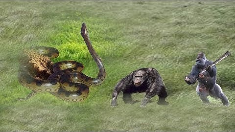 Animals Real fight Monkey Vs Anaconda & Python