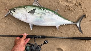 HOT SURF FISHING FOR ALBIES AND THICK STRIPER WADS
