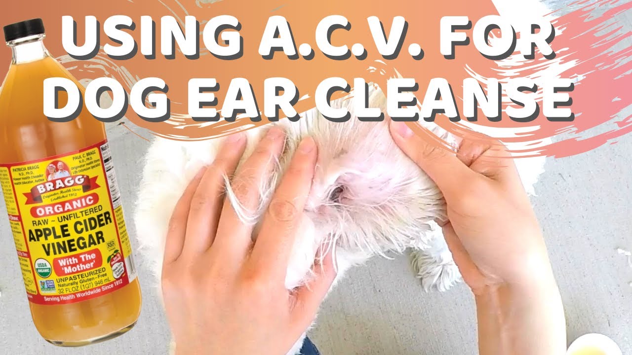 How To Clean Your Dogs Ears Using A Natural Apple Cider Vinegar Home