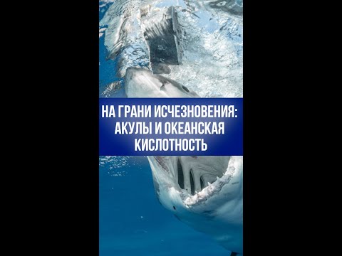 Океан в кислоте: секретные угрозы, от которых даже акулы спасаются с трудом!