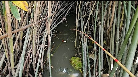 Tạp 73 : tôi câu trúng đường kênh cá rô đồng lớn rất nhiều