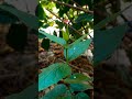 🌿गमले में ढेरों फूल देगा हरसिंगार का पौधा | How to Grow & Care Parijat Pla#GardeningTips#Harsingar