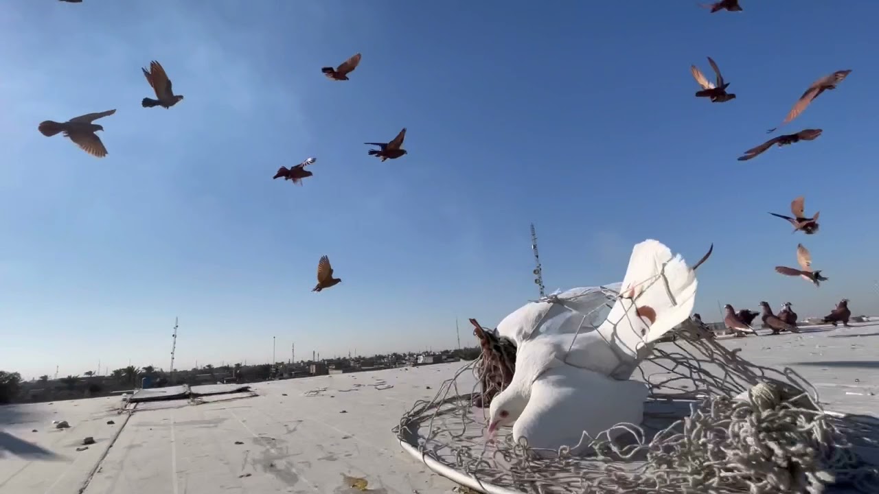 خبط طيور بل شرجي شوفو. شكد صدت