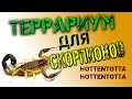 Террариум для скорпионов ( HOTTENTOTTA HOTTENTOTTA )