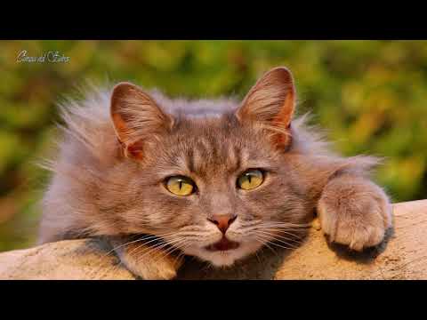 Vídeo: Los Beneficios Respaldados Por La Ciencia De Ser Un Amante De Los Gatos