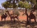 Chroniques de l'Australie sauvage - Episode 12: Le rêve de la fourmi à miel.