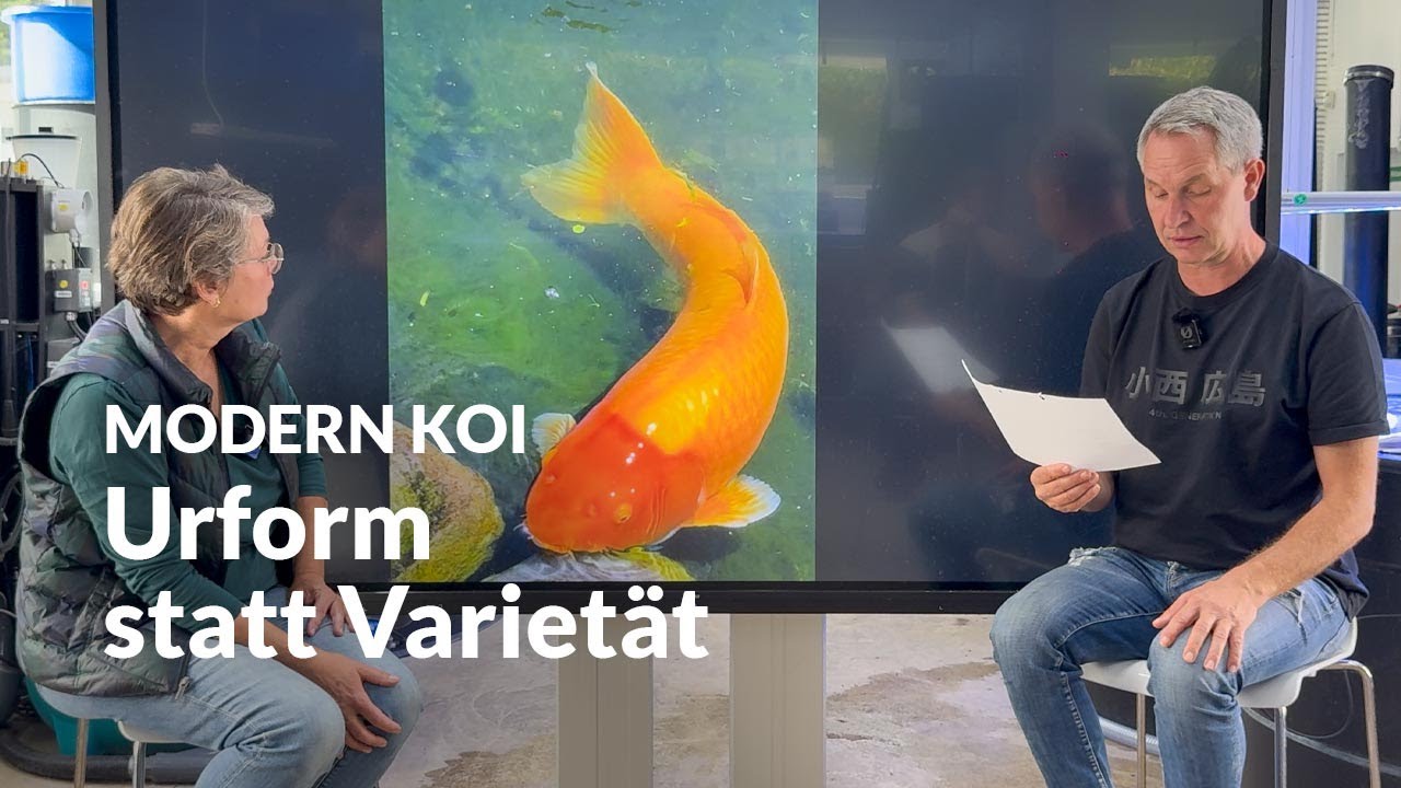 Warum manche Koi keine Varietät haben | Modern Koi Blog #7838