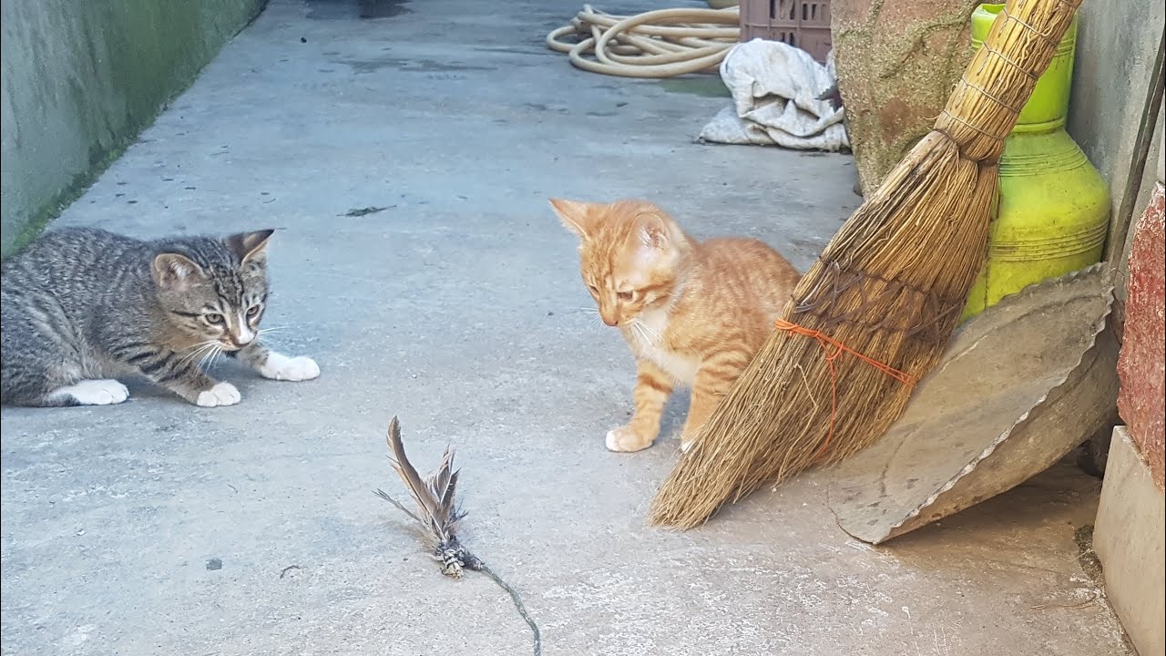 Cute Kittens Play With Me YouTube cute-kittens-play-with-me-youtube