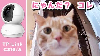 猫のシッポを徹底的に追尾する ペットカメラTPLink Tapo C210/A