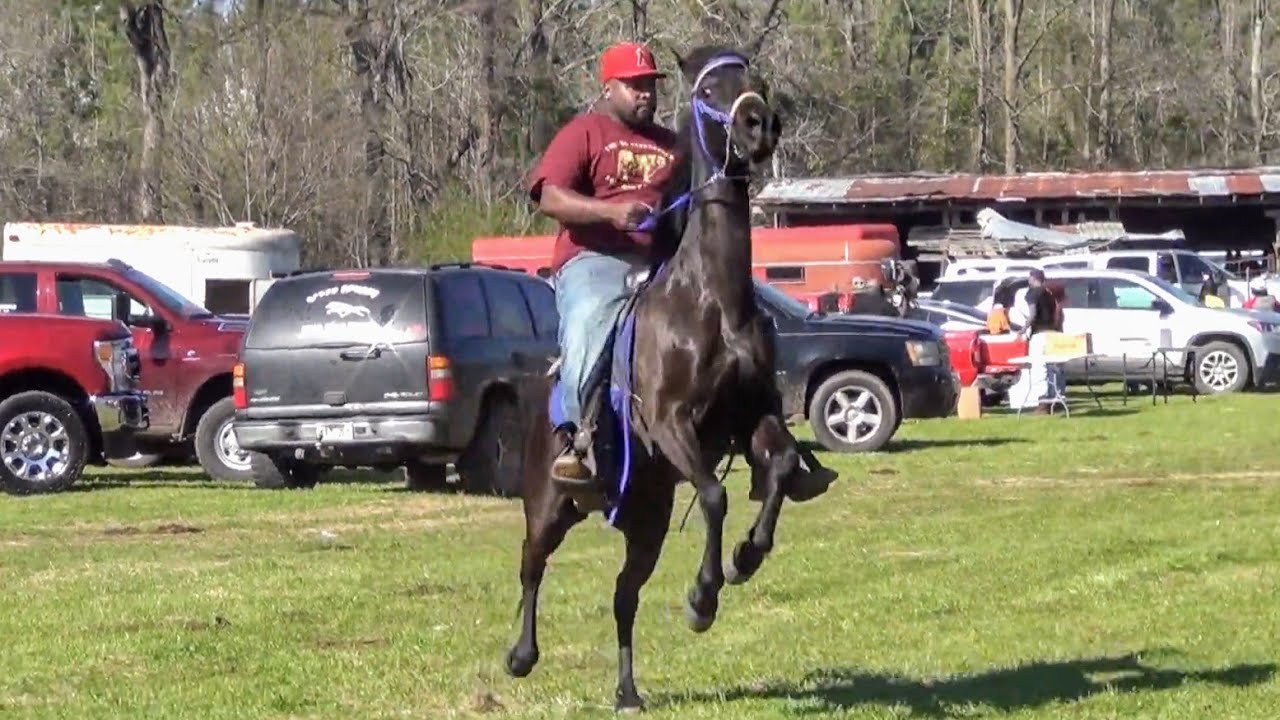 2024 Magnolia Racking Horse Trail Ride (Doss Family) - YouTube