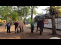 Танец слонят